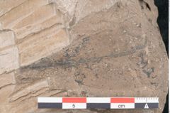 Foto (Detailansicht) von Sapotacites sideroxyloides Ettingshausen (NHMW-GEO-2024-0188-8058c)